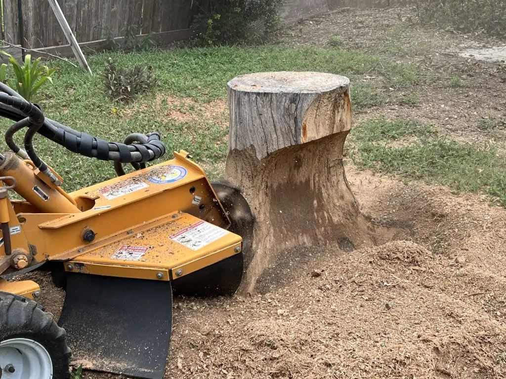 A stump grinder cutting a tree stump down below grade, surrounded by wood chips